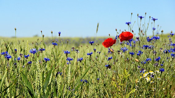 Klatschmohn und Kornblumen wachsen an einem Feldrand. © NDR Foto: Regina Nitschke aus Jatznick