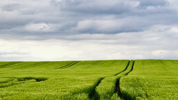 ein Getreidefeld © NDR Foto: Regina Nitschke aus Jatznick