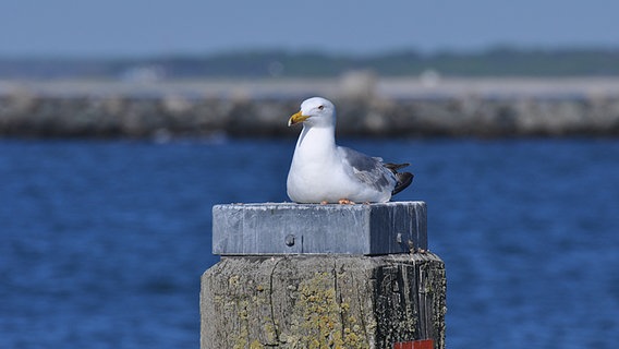 eine Möwe auf einem Kaipfosten © NDR Foto: Robert Gerber aus Greifswald