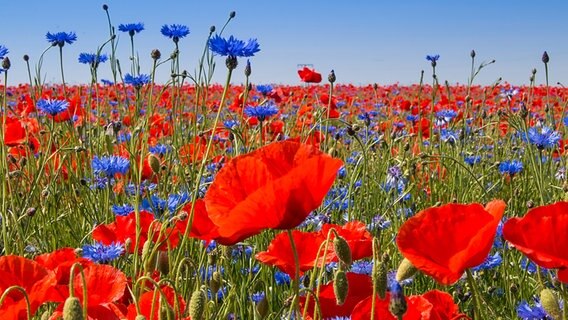 Feld mit Korn- und Mohnblumen © NDR Foto: Uwe Kantz aus Hinrichshagen