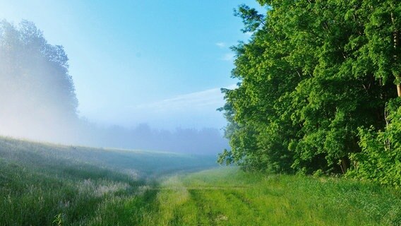 Weg hinter einem grünen Deich © NDR Foto: Günter Kamp aus Greifswald