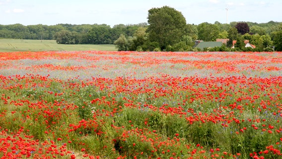 Roter Mohn auf einer Wiese © NDR Foto: Georg Schreiber aus Prohn