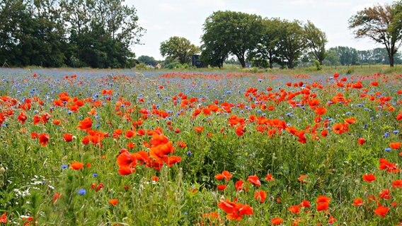 Mohnblumen auf einer Wiese © NDR Foto: Hermann Bernhardt aus Prohn