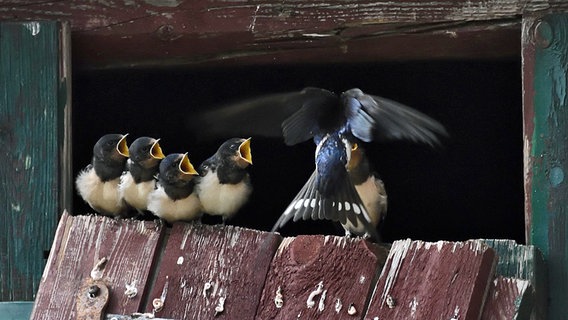 Junge Schwalben werden vom Alttier gefüttert. © NDR Foto: Wolfgang Schneider aus Greifswald