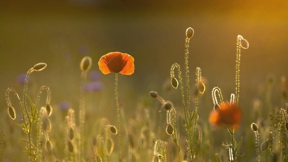 Mohnblumen © NDR Foto: Jens Gottschalk