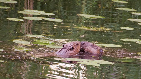 Zwei Biber im Wasser zwischen Seerosen © NDR Foto: Günter Kamp aus Greifswald