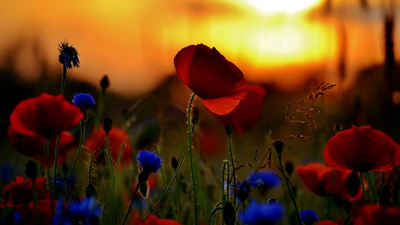 Kornblumenfeld mit Mohn © NDR Foto: Pas Netze aus Zirchow