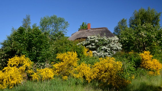 Ein Bauernhaus versteckt hinter Büschen und Bäumen © NDR Foto: Dagmar Jaschen aus Bestensee