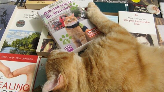 Eine Katze liegt auf Büchern © NDR Foto: Christine Arendt aus Kloster von der Insel Hiddensee