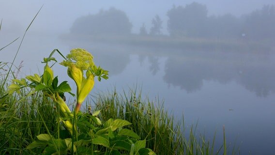 Eine Bärenklaublüte an einem Ufer © NDR Foto: Günter Kamp aus Greifswald