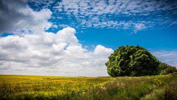 Weiter Blick über ein Rapsfeld © NDR Foto: Stefan Krüger aus Bergen auf Rügen