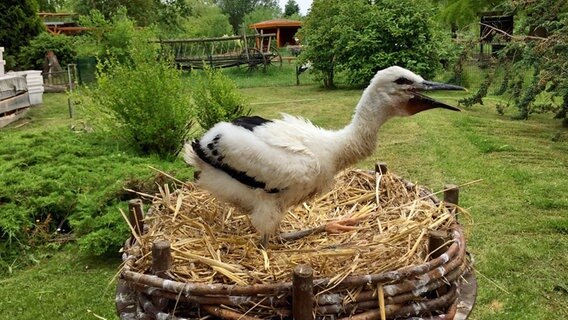 Storchenjunges im Greifswalder Tierpark © NDR Foto: Jana Düffert aus Greifswald