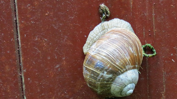 Weinbergschnecke an der Holzwand © NDR Foto: Frank Sakuth aus Thiessow