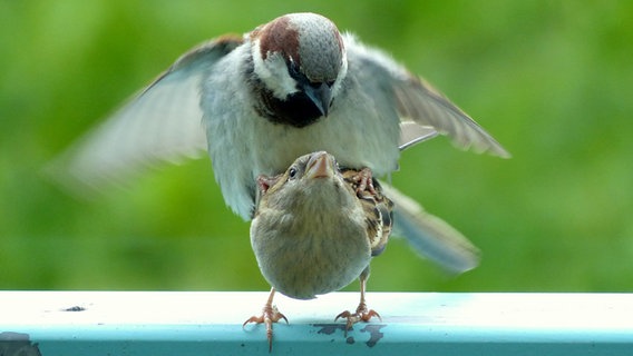 Spatzen beim Liebesspiel © NDR Foto: Marianne Schultz aus Stralsund