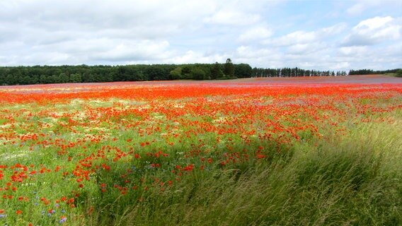 Feld voller Mohnblumen © NDR Foto: Eberhard Krüger aus Stralsund