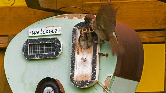 Spatz füttert seine Jungen in einem Vogelhaus in Form eines Campingwagens © NDR Foto: Uwe Kantz aus Hinrichshagen