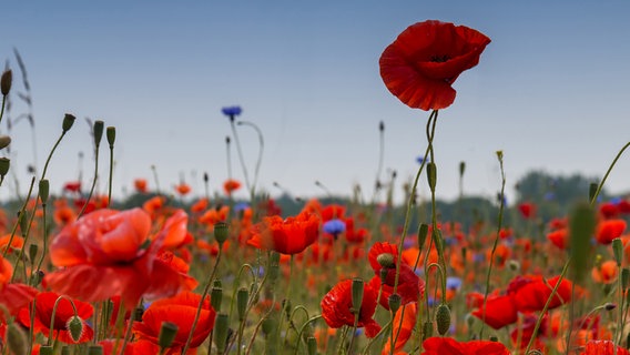 Einzelne Mohnblume ragt über die anderen Blumen hinaus. © NDR Foto: Uwe Kantz aus Hinrichshagen