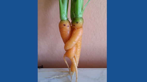 Zwei Karotten sind so zusammen gewachsen, dass es aussieht, als ob sie sich umarmen. © NDR Foto: Roswitha Kaczorak aus Ferdinandshof
