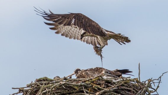 Adler füttert seinen Nachwuchs in seinem Horst. © NDR Foto: Detlef Meier aus Ducherow