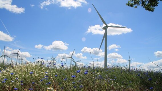 Windkraftanlagen stehen auf deinem Feld mit Sommerblumen © NDR Foto: Matthias Gross aus Stralsund