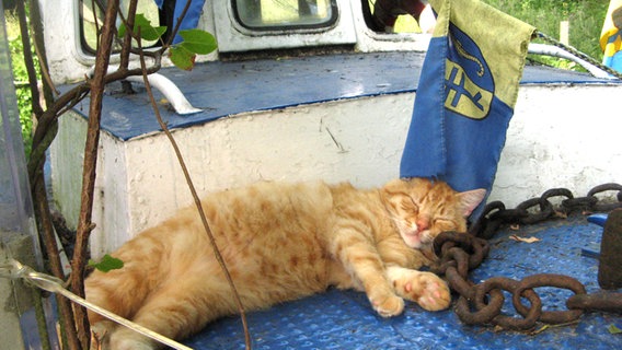 Katze liegt auf der Spitze eines in einem Garten stehenden Bootes © NDR Foto: Christine Arendt aus Kloster