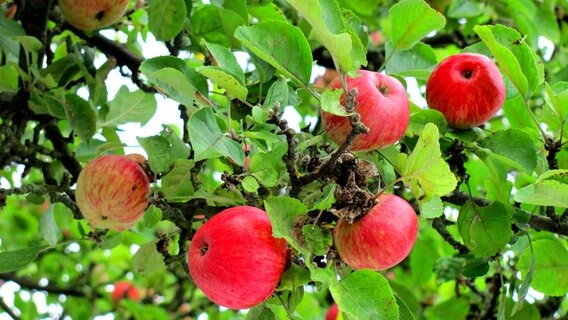 Äpfel hängen an einem Baum. © NDR Foto: Rosemarie Meier aus Stralsund