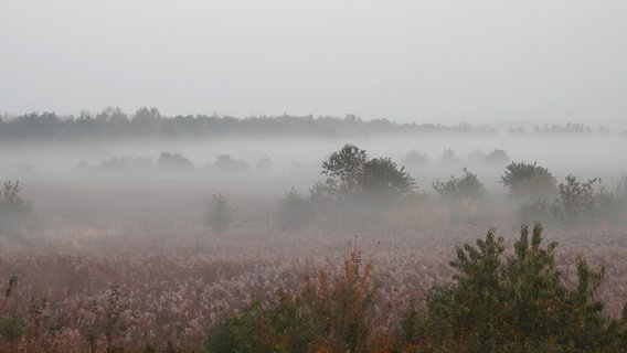 morgendlicher Nebel über einer Wiese © NDR Foto: Marion Schultz aus Stralsund