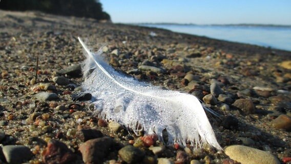 weiße Feder liegt am Strand auf Steinen © NDR Foto: Waltraut Bolscho aus Greifswald