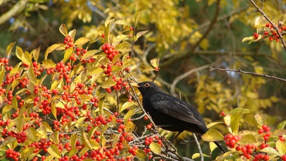 Amsel sitzt in einem Busch mit gelben Blättern und roten Früchten. © NDR Foto: Gerd Walter aus Greifswald