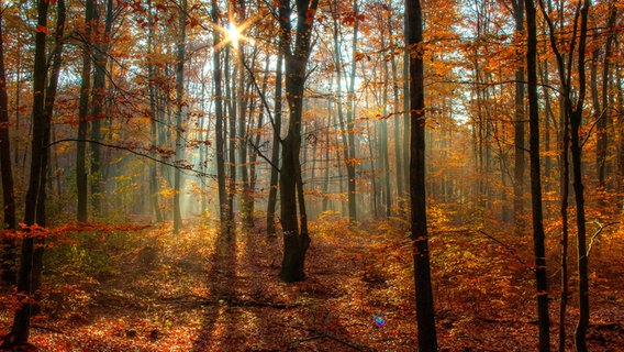 Lichtdurchfluteter Wald © NDR Foto: Uwe Kantz aus Hinrichshagen bei Greifswald