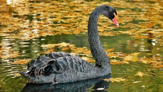 Ein schwarzer Schwan © NDR Foto: Gerd Zentgraf aus Eggesin