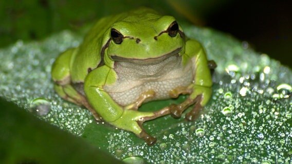 Frosch auf Blatt © NDR Foto: Eckhard Heitmann aus Loissin