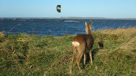 Ein Reh beobachtet einen Kitesurfer. © NDR Foto: Martin Feldt aus Bergen