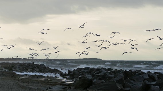 Möwen fliegen über der aufgebrausten Ostsee © NDR Foto: Gerald Schneider aus Kloster auf Hiddensee