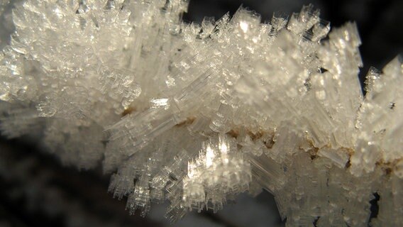 Eiskristalle an einem Ast © NDR Foto: Christine Arendt aus Kloster