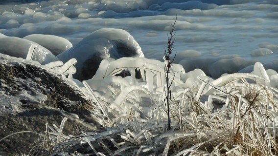 Die Ufervegetation ist von einer dicken Eisschicht bedeckt. © NDR Foto: Monika Peiser aus Sassnitz