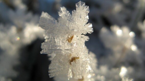 An einem Schilfhalm haben sich Eiskristalle gebildet. © NDR Foto: Christine Arendt aus Kloster