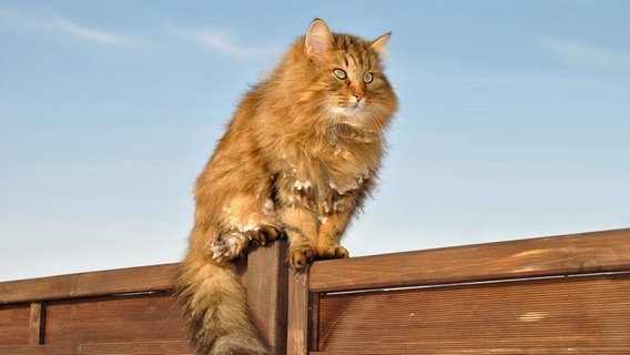 Eine Katze sitzt auf einem Sichtschutz aus Holz. © NDR Foto: Rolf Schmolling aus Thesenvitz