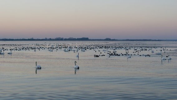 Große Ansammlung von Wasservögeln im Bodden © NDR Foto: Waltraut Bolscho aus Greifswald