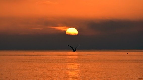 Silhouette einer über dem Wasser fliegenden Möwe vor der untergehenden Sonne. © NDR Foto: Katrin Kunkel aus Ribnitz-Damgarten