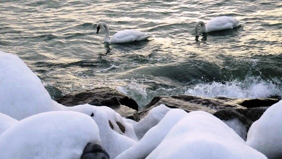 Zwei Schwäne schwimmen im Wasser in Ufernähe. © NDR Foto: Detlef Meier aus Ducherow