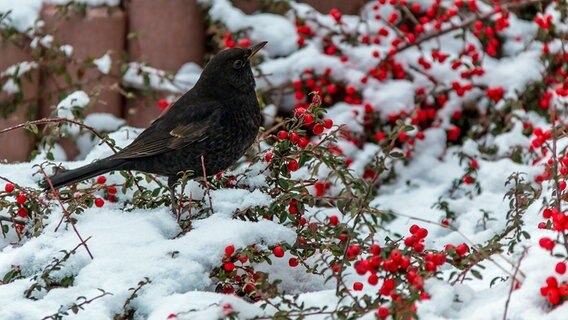 Eine Amsel sitzt im Feuerdorn. © NDR Foto: Uwe Kantz aus Hinrichhagen