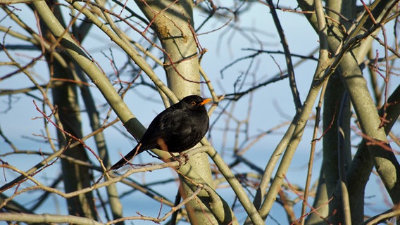 Eine Amsel sitzt im Geäst. © NDR Foto: Waltraut Bolscho aus Greifswald