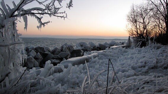 Überfrorene Küstenvegetation © NDR Foto: Anke Wrackmeyer aus Thesenvitz
