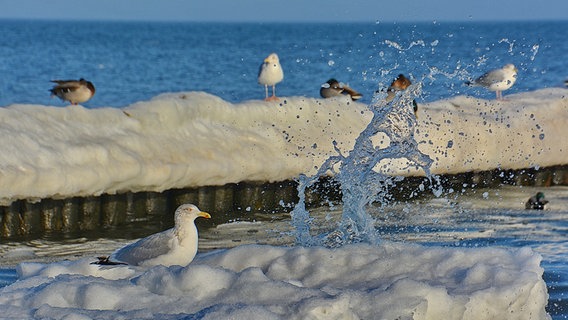 Möwen ruhen sich auf einer zugefrorenen Buhne aus. © NDR Foto: Günter Kamp aus Greifswald