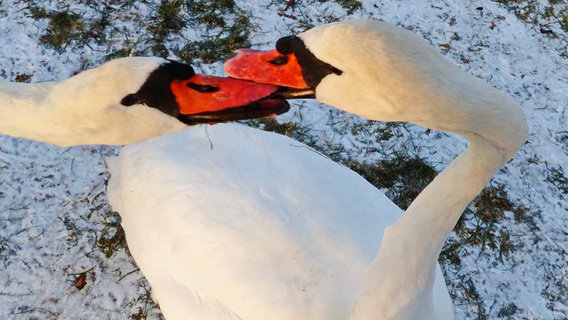 Zwei Schwäne knabbern sich gegenseitig an den Schnäbeln © NDR Foto: Hartmut Heidrich aus Stralsund