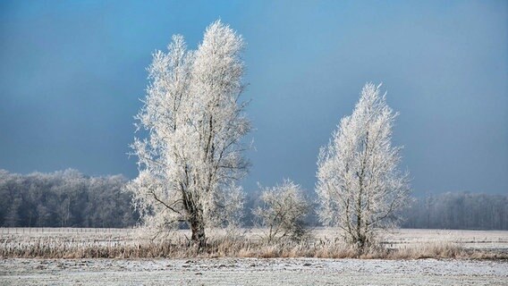 Zwei verschneite Bäume stehen auf einem mit Schnee bedeckten Feld. © NDR Foto: Dieter Schmidtke aus Greifswald