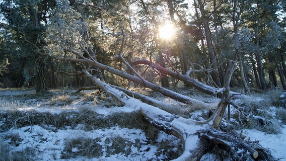 Umgekippte Bäume in einem Wald sind leicht mit Schnee bedeckt. © NDR Foto: Waltraut Bolscho aus Greifswald