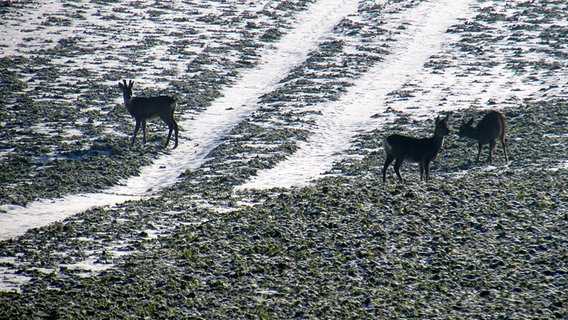 Rehe auf schneebedecktem Feld © NDR Foto: Sophie Zierke aus Stralsund