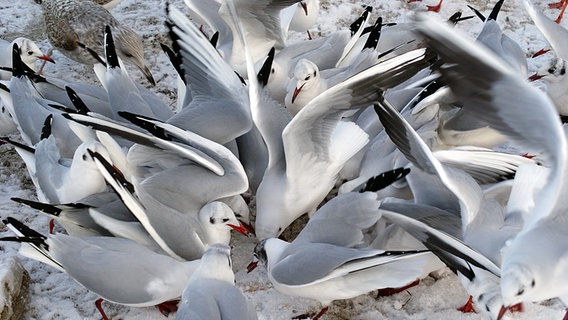 Möwen stürzen sich auf Körner im Schnee. © NDR Foto: Waltraud Bolscho aus Greifswald